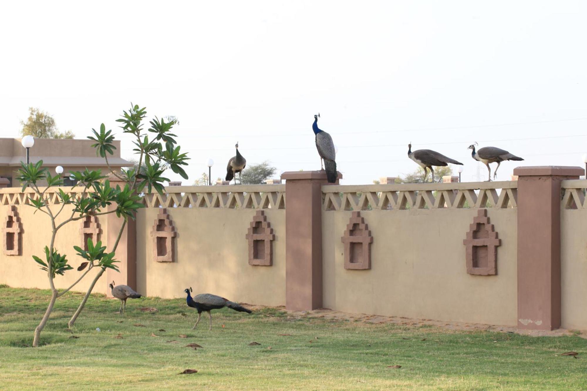 Thar Oasis Resort And Camp Dechu 외부 사진